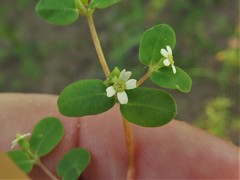 Euphorbia cordifolia