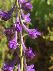 Delphinium peregrinum