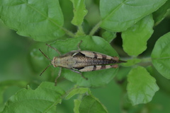 Xenocatantops humilis