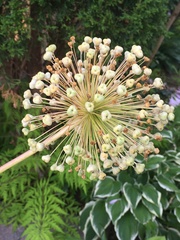 Allium giganteum