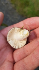 Russula