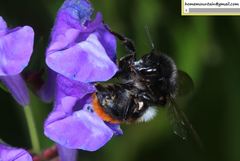 Bombus pyrosoma
