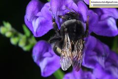 Bombus ganjsuensis