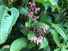 Primulaceae