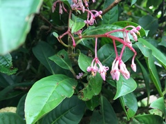 Primulaceae