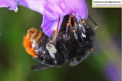 Bombus ignitus