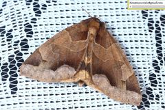 Chrysorithrum amatum