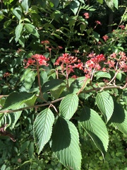 Viburnum plicatum