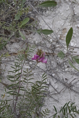 Hedysarum ucrainicum