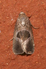 Elaphria deltoides