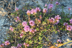 Thymus dubjanskyi
