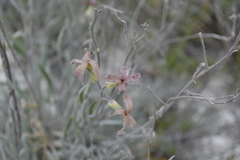 Matthiola fragrans