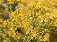 Bilacunaria boissieri