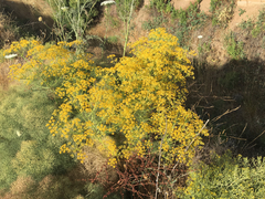 Bilacunaria boissieri