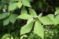 Hydrangea involucrata
