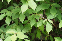 Hydrangea involucrata