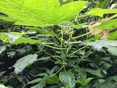 Image of Solanum chrysotrichum