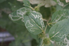 Phytomyza lappae