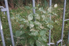 Phytomyza lappae