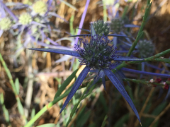 Eryngium creticum