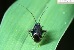 Ectmetopterus micantulus