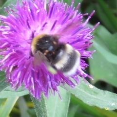 Bombus cryptarum