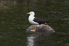 Larus fuscus