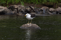 Larus fuscus