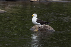 Larus fuscus