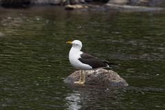Larus fuscus