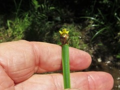 Xyris laxifolia iridifolia