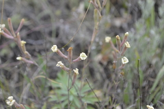 Silene supina