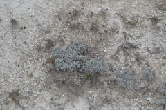 Artemisia hololeuca