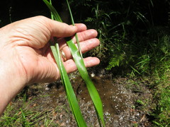 Xyris laxifolia iridifolia