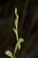 Pterostylis stenochila