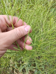 Brassica elongata