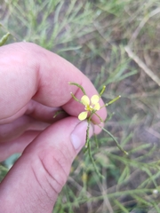 Brassica elongata
