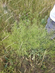 Brassica elongata