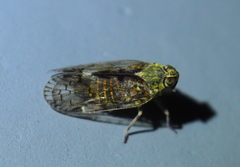 Melanoliarus placitus