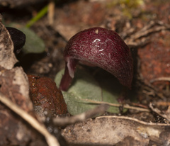 Corybas aconitiflorus