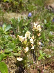 Pedicularis tuberosa