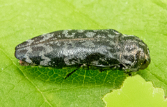Coraebus rubi
