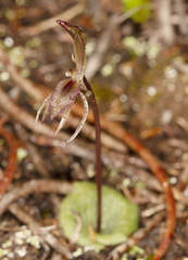 Cyrtostylis reniformis