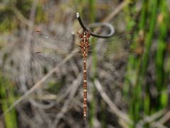 Archaeosynthemis orientalis