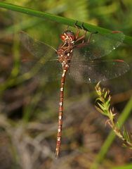 Archaeosynthemis orientalis