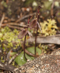 Cyrtostylis reniformis