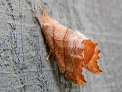 Drepana bilineata