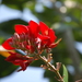 Erythrina × bidwillii - Photo (c) Meneerke bloem, some rights reserved (CC BY-SA)