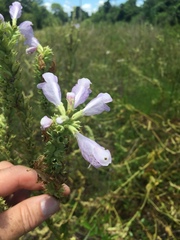 Physostegia digitalis