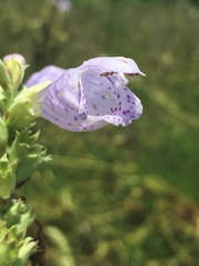Physostegia digitalis